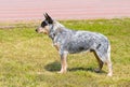 Australian Cattle Dog in profile.