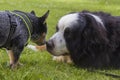 Australian Cattle Dog pup and Bernese Mountain Dog Royalty Free Stock Photo