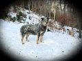 Australian Cattle Dog