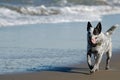 Australian cattle dog running