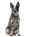 Australian Cattle Dog sitting Royalty Free Stock Photo