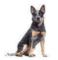 Australian Cattle Dog sitting looking at the camera, isolated on white Royalty Free Stock Photo