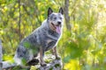 Australian cattle dog sitting on rock among green leaves in forest with tongue out. Blue heeler Royalty Free Stock Photo