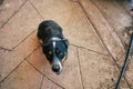 Australian Cattle Dog Sitting and Smiling Royalty Free Stock Photo