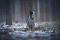 Australian Cattle dog sitting on the snow covered ground in the forest Royalty Free Stock Photo