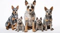 Australian Cattle dogs looking at the camera isolated on white background AI Generated Illustration Royalty Free Stock Photo