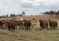 Mixed herd of Australian cattle roaming free in Queensland Australia.