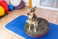 Australian Cattledog sits on a wobble board