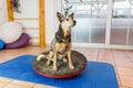 Australian Cattledog sits on a wobble board