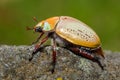 Christmas Beetle Royalty Free Stock Photo