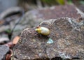 Australian Christmas beetle on a rock Royalty Free Stock Photo