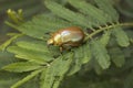 Australian Christmas beetle Royalty Free Stock Photo