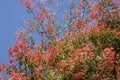 Australian Christmas Bush