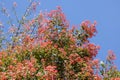 Australian Christmas Bush