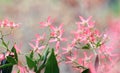 Australian Christmas nature background with copy space. Backlit pink red sepals of the New South Wales Christmas Bus