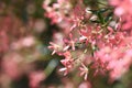 Australian Christmas nature background with copy space. Close up of backlit pink red flower sepals of the New South Wales Christma Royalty Free Stock Photo