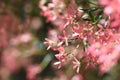 Australian Christmas nature background with copy space. Close up of backlit pink red flower sepals of the New South Wales Christma