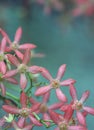Australian Christmas nature background with copy space. Close up of star shaped pink red sepals of the New South Wales Christmas B