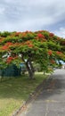 Australian Cityscape Scenery - Flowering Poinciana Tree Royalty Free Stock Photo