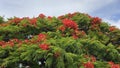 Australian Cityscape Scenery - Flowering Poinciana Tree Royalty Free Stock Photo