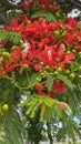 Australian Cityscape Scenery - Flowering Poinciana Tree Royalty Free Stock Photo
