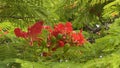 Australian Cityscape Scenery - Flowering Poinciana Tree Royalty Free Stock Photo