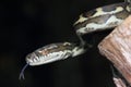 Australian Coastal Carpet Python (Morelia spilota mcdowelli) Royalty Free Stock Photo