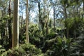 Australian coastal temperate rainforest Royalty Free Stock Photo