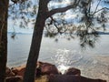 Australian coastal trees growing down to the water\'s edge Royalty Free Stock Photo