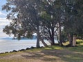 Australian coastal trees growing down to the water\'s edge Royalty Free Stock Photo