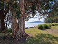 Australian coastal trees growing down to the water\'s edge Royalty Free Stock Photo