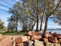 Australian coastal trees growing down to the water\'s edge Royalty Free Stock Photo