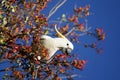 Australian Cockatoo eating Royalty Free Stock Photo
