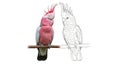 Australian Cockatoo Side-by-Side Coloring Page with Outline Design Fun Kids Activity Royalty Free Stock Photo
