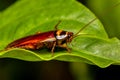 Australian cockroach (Periplaneta australasiae), Ranomafana national Park, Madagascar wildlife