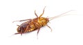 Australian cockroach - Periplaneta australasiae Fabricius - isolated on white background. Alive on back