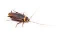 Australian cockroach - Periplaneta australasiae Fabricius - isolated on white background. Top side profile view