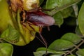 Australian Cockroach eating carambola fruit