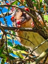 Australian Possum in Tree Royalty Free Stock Photo