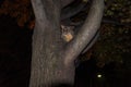 Australian common brushtail possum on a tree Royalty Free Stock Photo