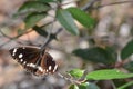 Australian Common Crow Nymph Butterfly