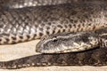 Australian Common Death Adder Royalty Free Stock Photo