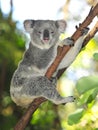 Australian common koala bear australia Royalty Free Stock Photo