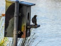 Australian Common myna bird and bird house