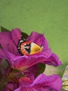 Australian common northern jezebel butterfly