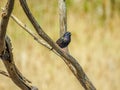 Beautiful Australian Common starling bird in the tree during breeding season Royalty Free Stock Photo