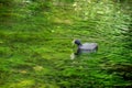 Australian coot floating on water