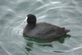 Australian Coot at the jetty in Lakes Entrance, Australia