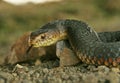 Australian copperhead snake Royalty Free Stock Photo