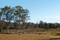 Australian country cattle herd with gum trees